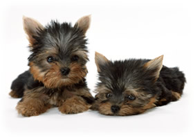 ナカ動物病院　犬