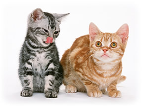 ナカ動物病院　猫