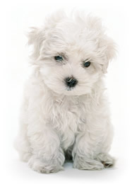 ナカ動物病院　犬