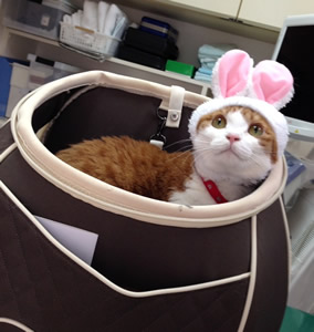 うさ耳も似合っちゃう♪キュートなハナコちゃん