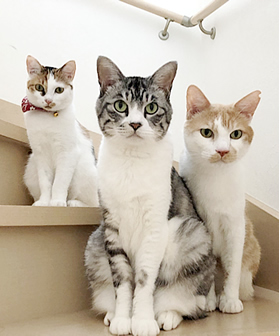 ミケニャン・なな・どん　みんなで仲良く♪はいポーズ♪