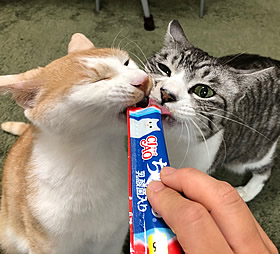 斉藤どん君ななちゃん