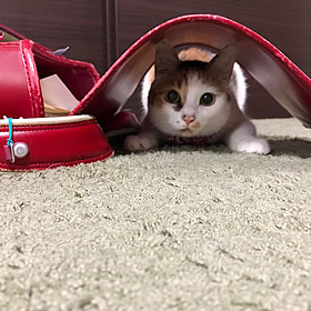 斉藤みけニャンちゃん