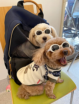 夏を先取り♪ サングラスの似合う　そらちゃん、うみちゃん