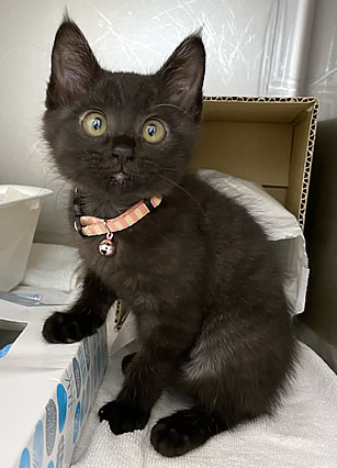 夏を先取り♪ サングラスの似合う　そらちゃん、うみちゃん