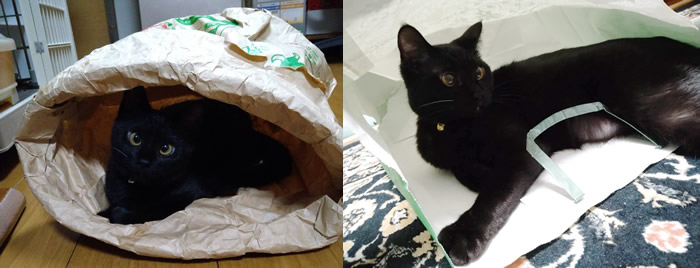 紙袋 大スキ♪さくらちゃん