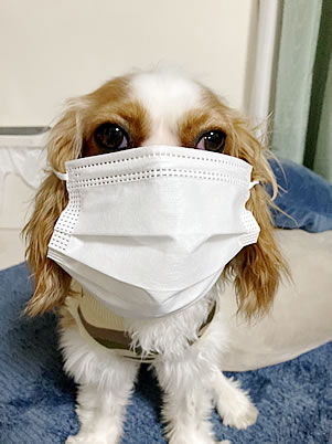 怖いとシャーって言っちゃうんです。実は甘えん坊な虎鉄君♪