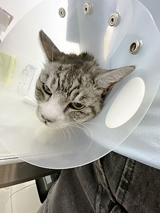 お顔ですべてを語ってます。ナナちゃん頑張れ～！