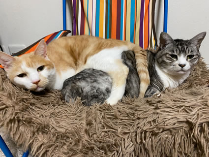 すっかり良くなった二匹です♪