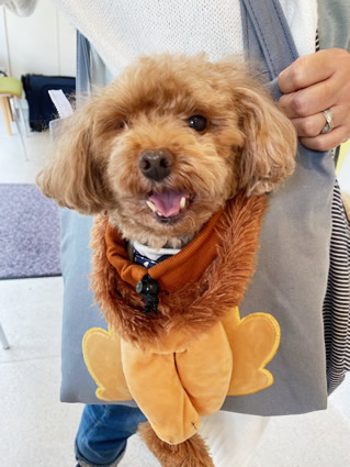 ライオンさんに変身！可愛さいっぱい♪そらちゃん