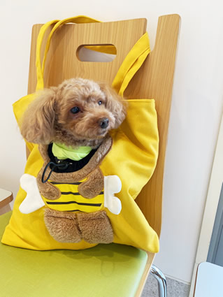 今日はハチさんに変身！