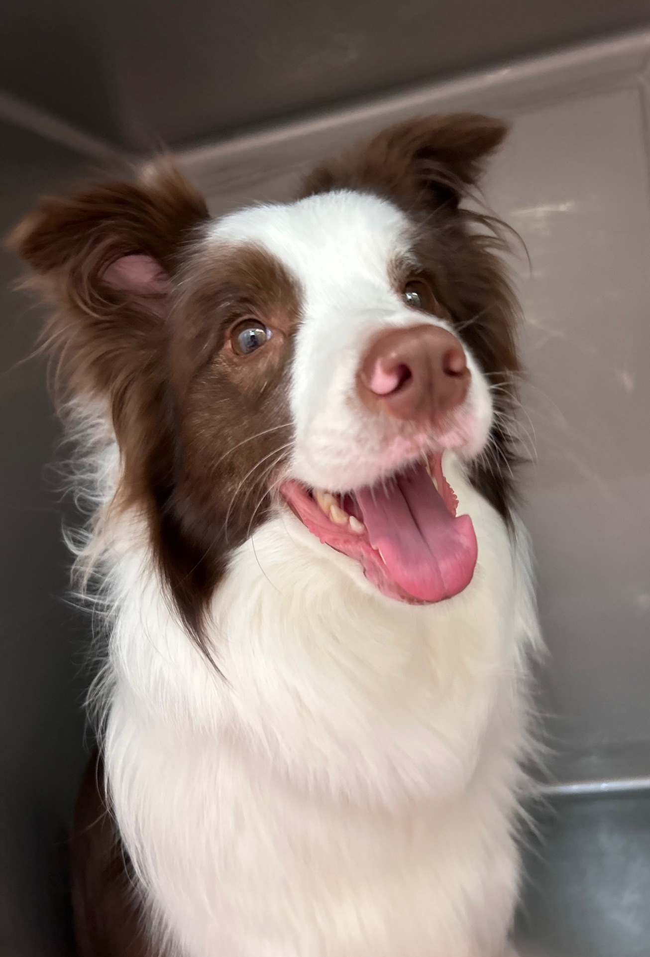 すっかり元気になったベルちゃん 笑顔がとってもキュートです♪