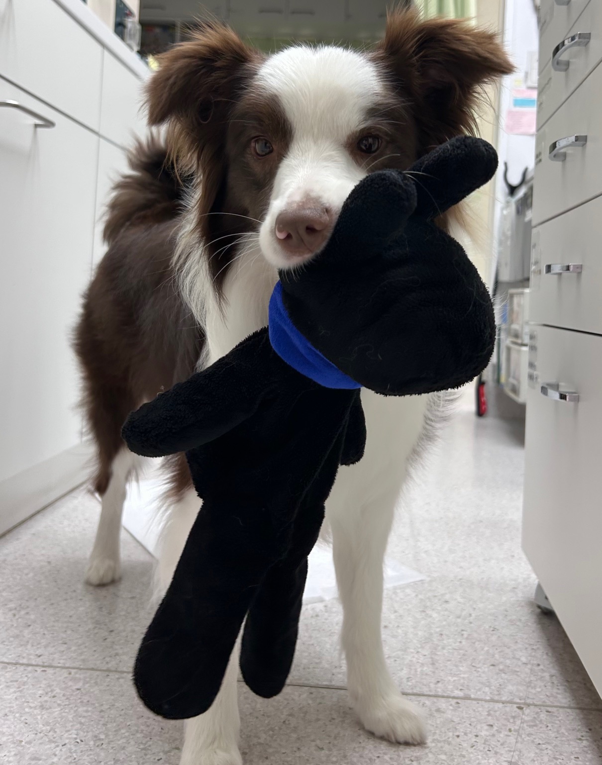 すっかり元気になったベルちゃん 笑顔がとってもキュートです♪