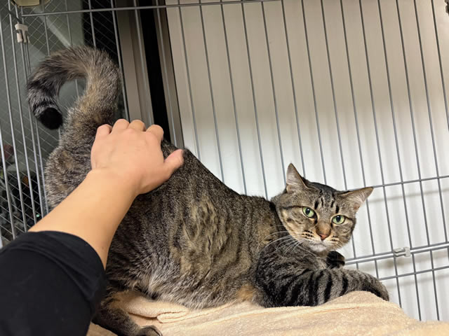 スタッフに新しい家族ができました！保護猫ルイちゃんです。先住猫、みけにゃんとも仲良くなれそうです♪