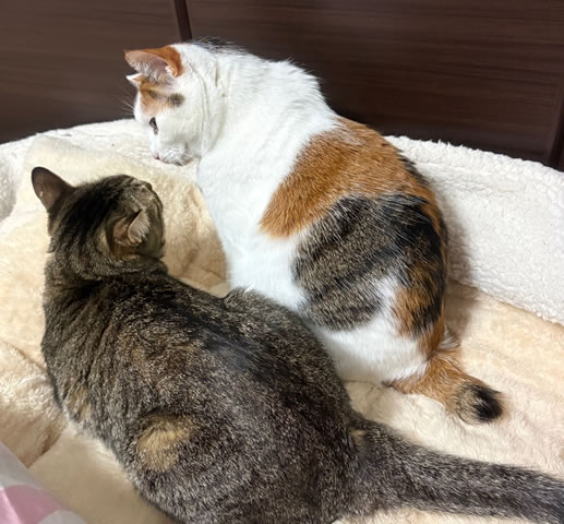 スタッフに新しい家族ができました！保護猫ルイちゃんです。先住猫、みけにゃんとも仲良くなれそうです♪